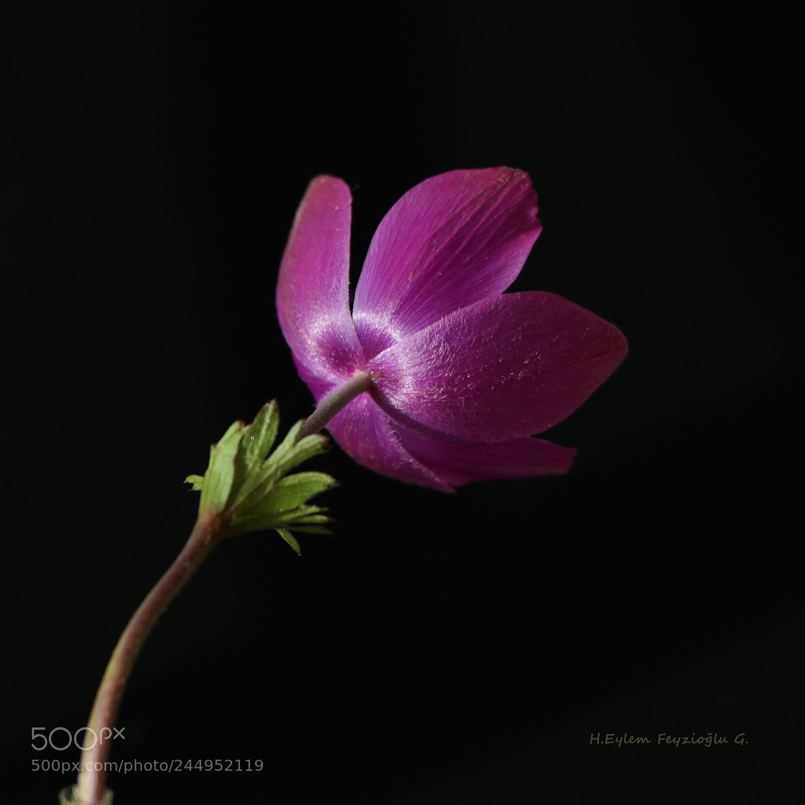 Samsung NX2000 sample photo. Anemone photography