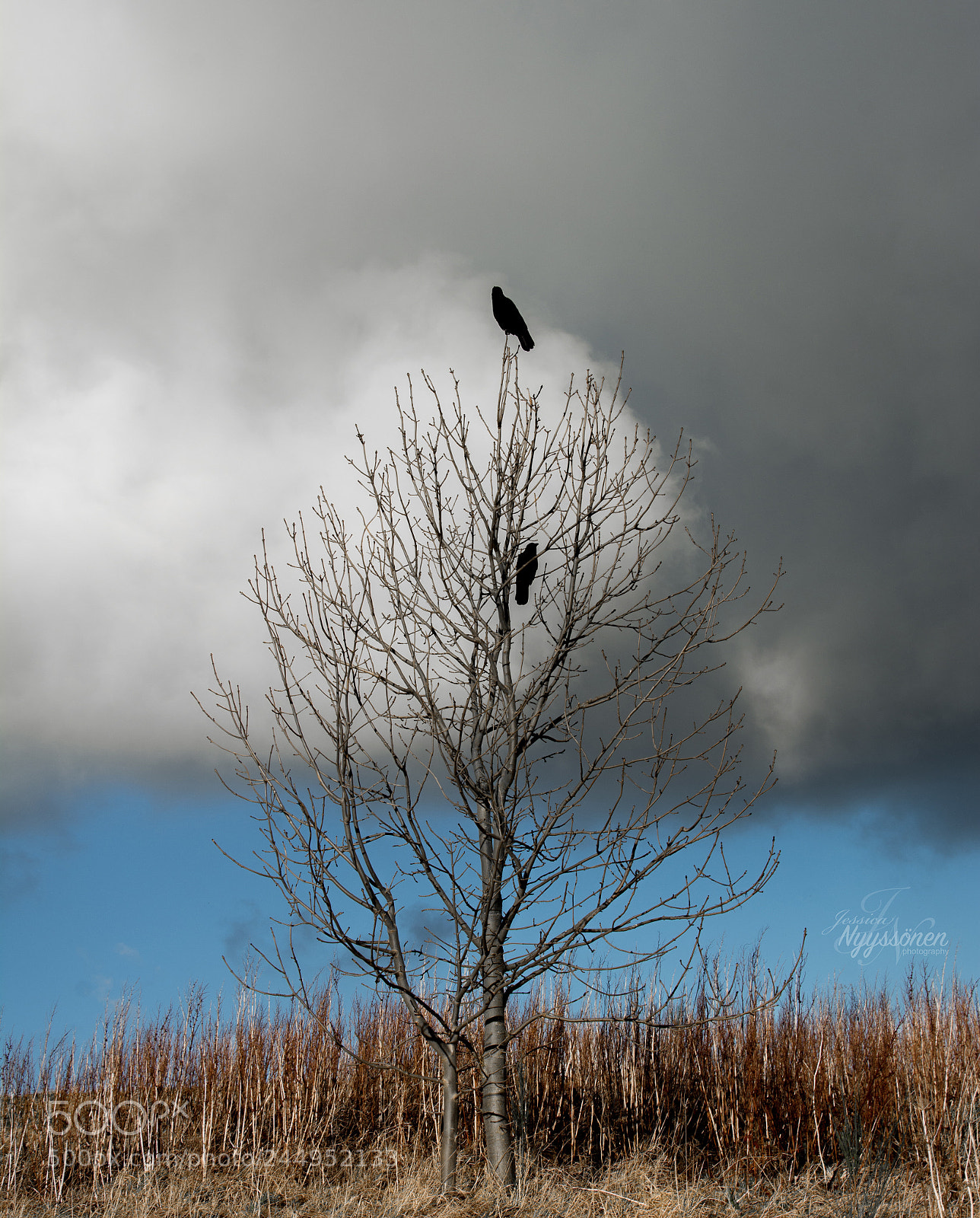 Nikon D7100 sample photo. Two crows photography