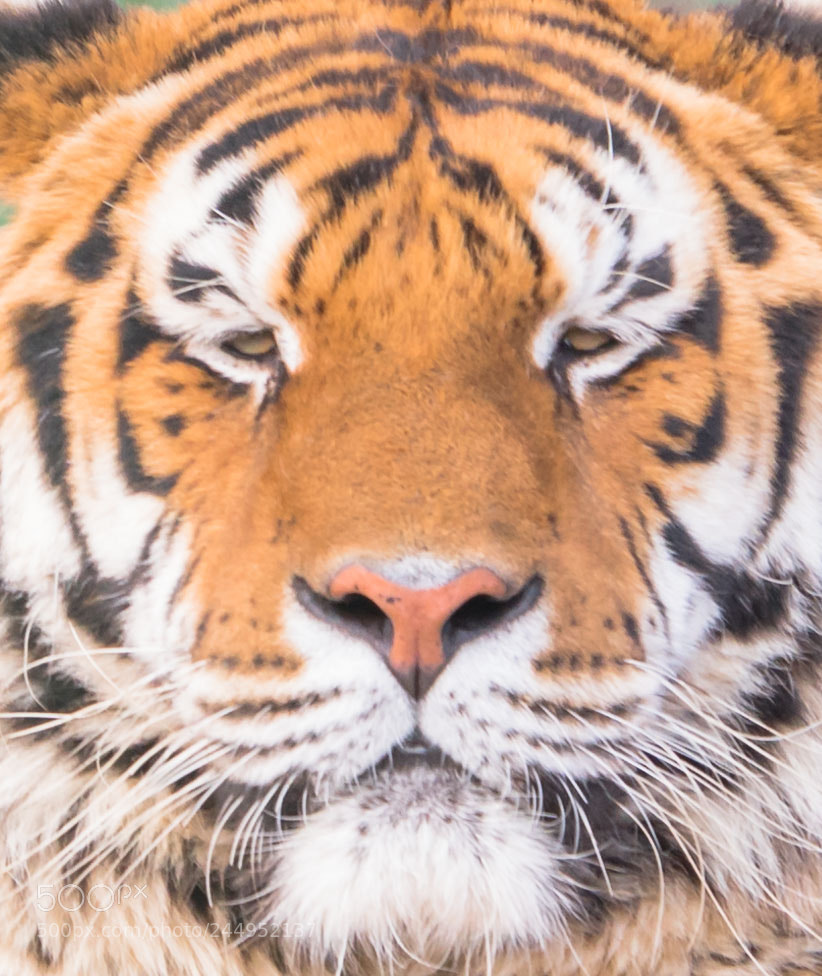Sony a7R II sample photo. Dsc photography
