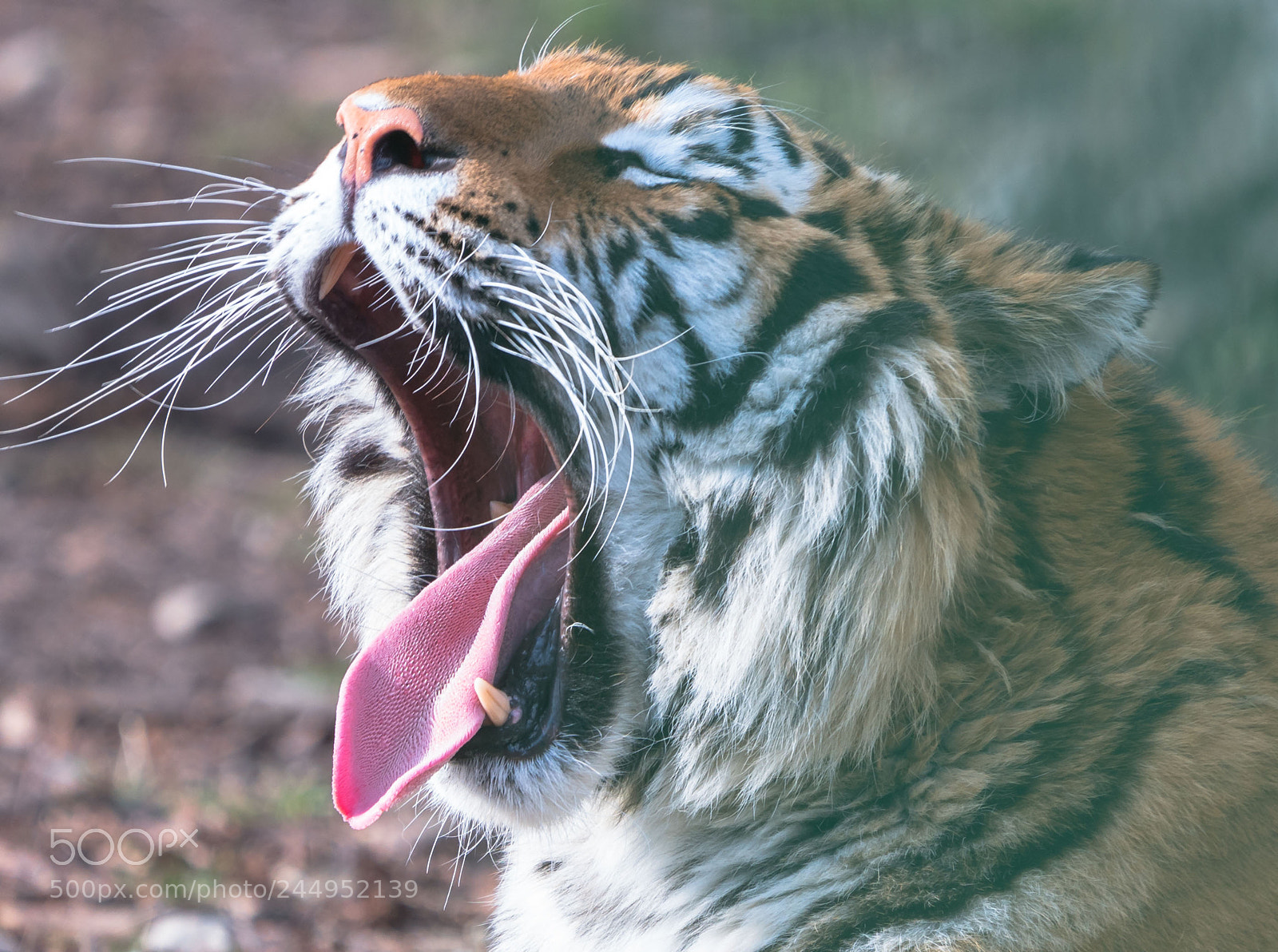 Sony a7R II sample photo. Dsc photography
