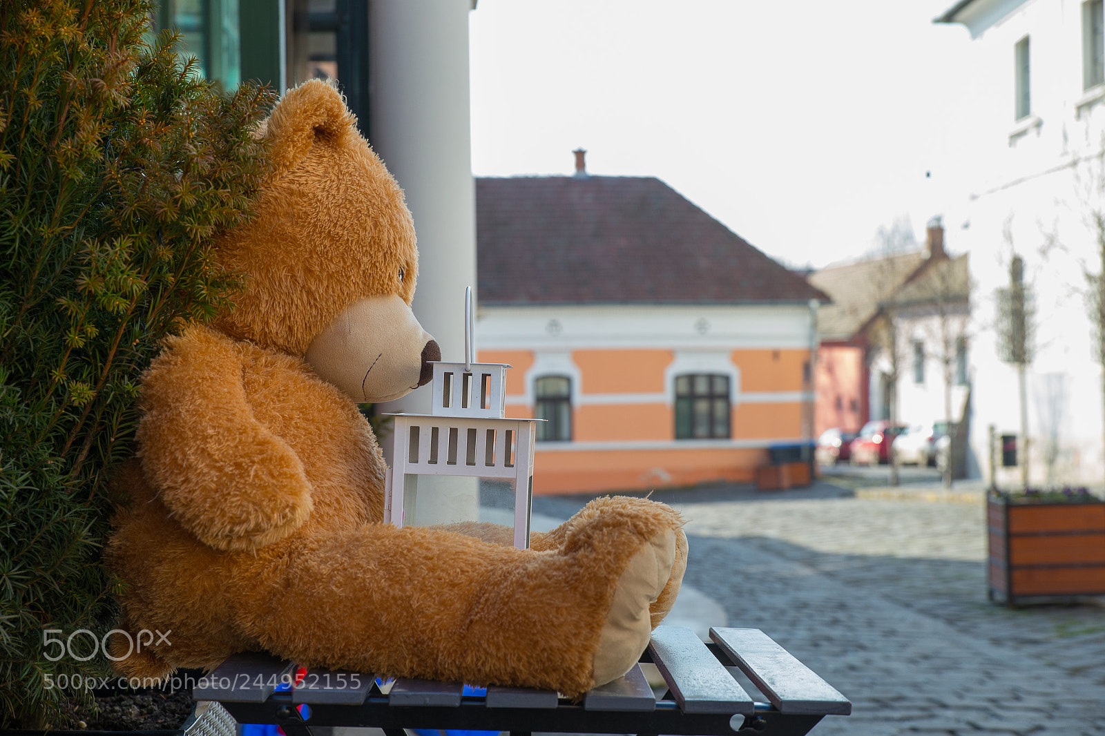Canon EOS-1D X sample photo. Bear and candle photography