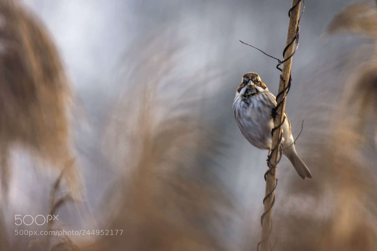 Nikon D7200 sample photo. Common reed bunting photography