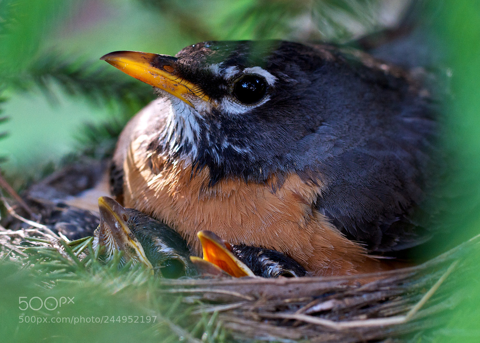 Canon EOS 7D sample photo. Robin and chicks photography