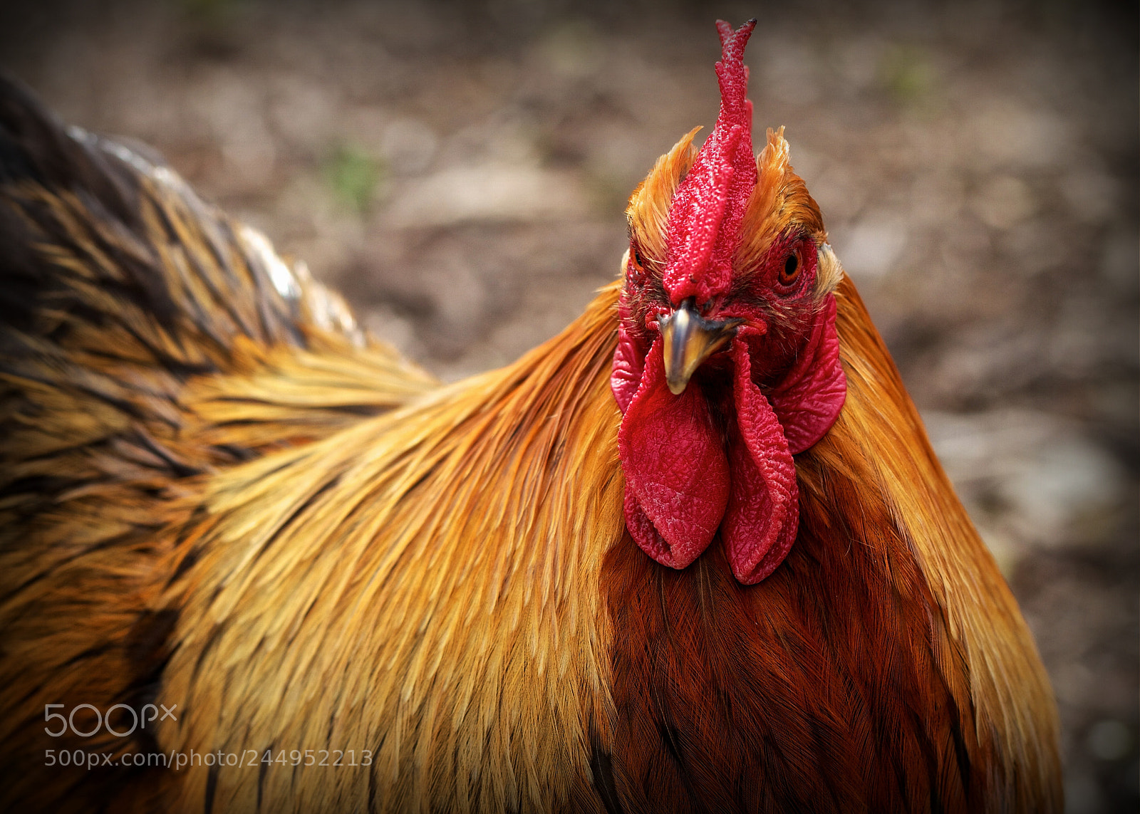Canon EOS 7D sample photo. Rooster photography