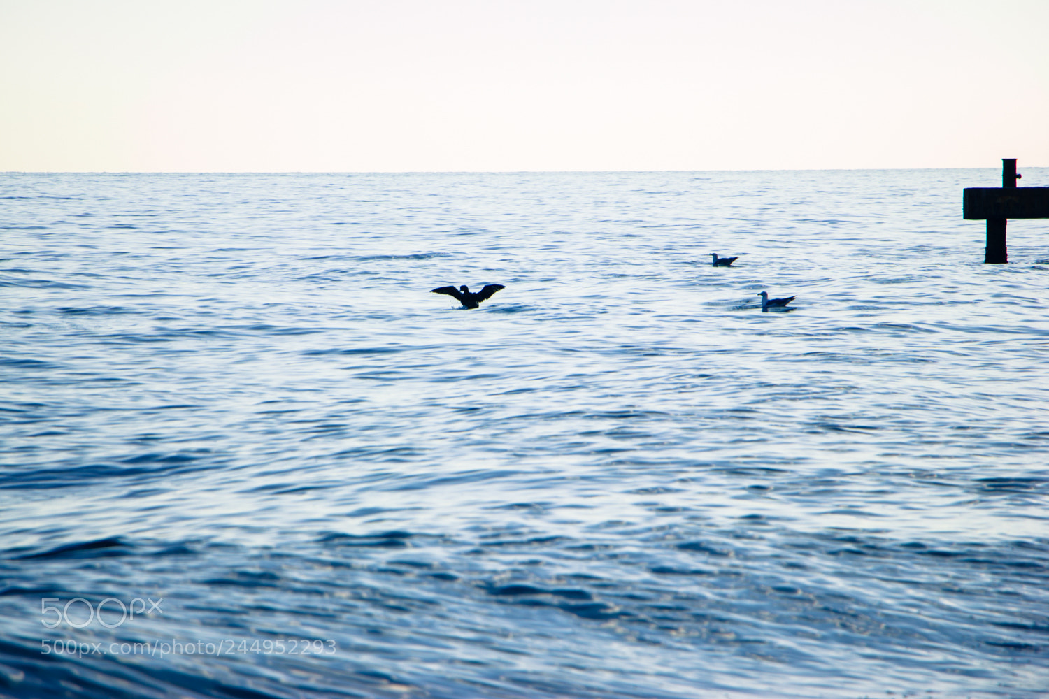Canon EOS 550D (EOS Rebel T2i / EOS Kiss X4) sample photo. Sea birds photography