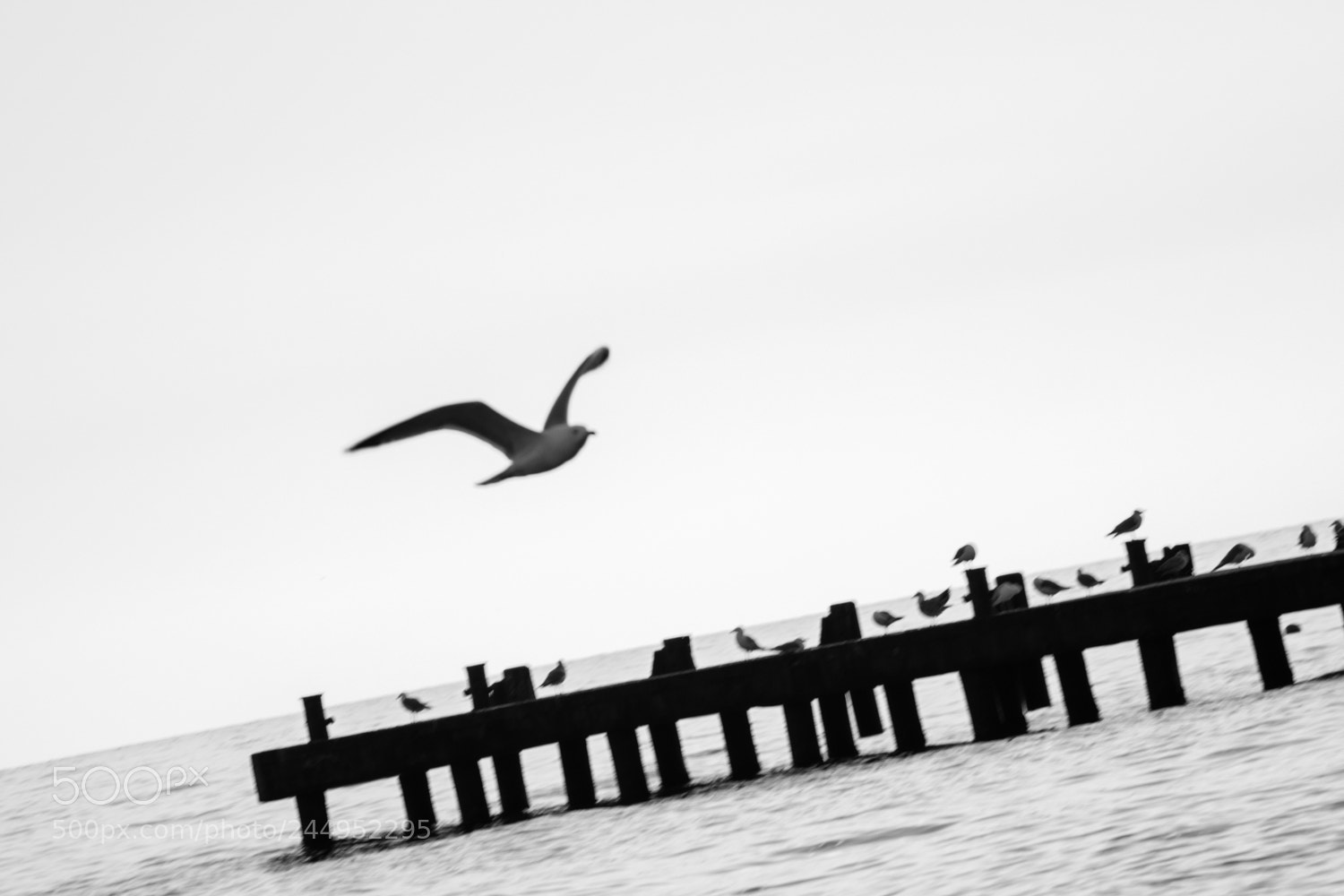 Canon EOS 550D (EOS Rebel T2i / EOS Kiss X4) sample photo. Seagull. black and white photography