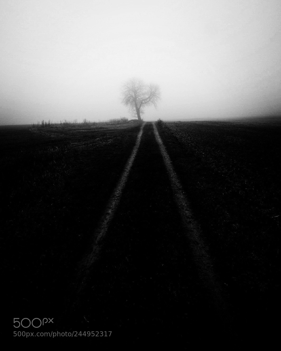 Fujifilm X-T2 sample photo. A lonely tree photography