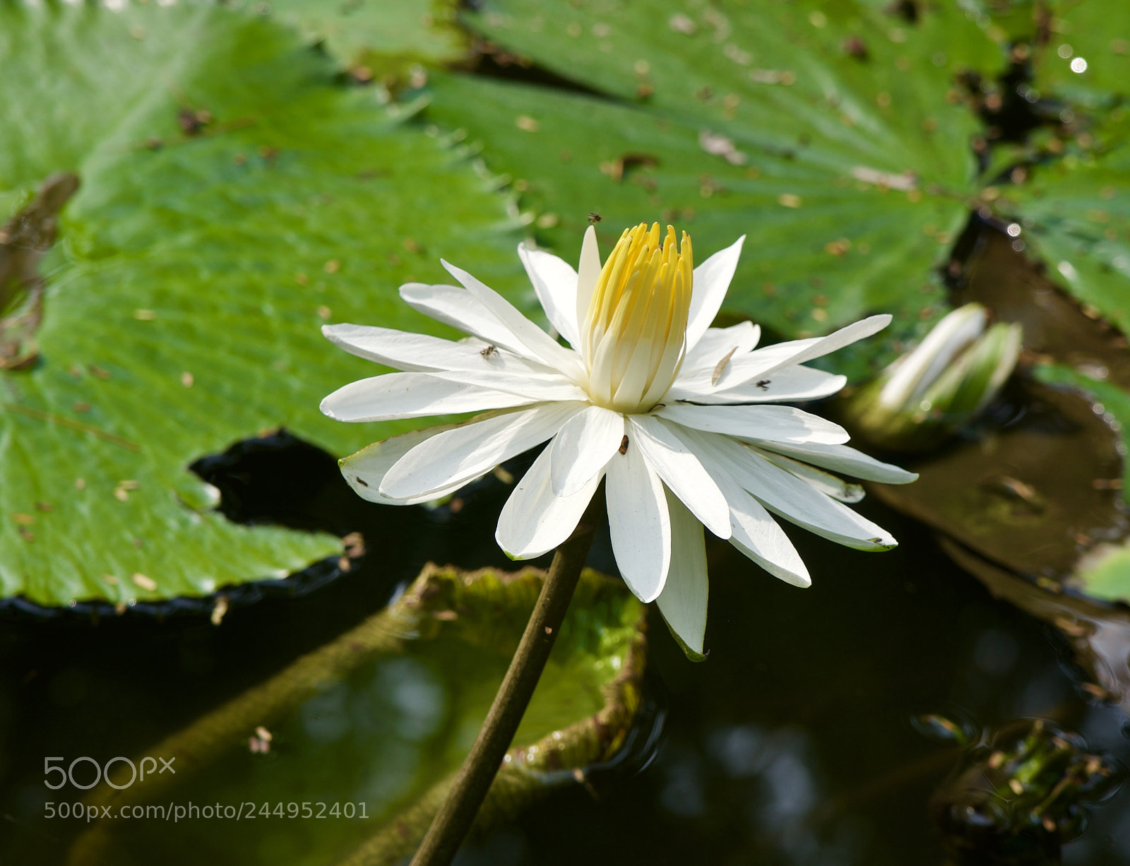 Sony a6300 sample photo. Flowers in the mekong photography