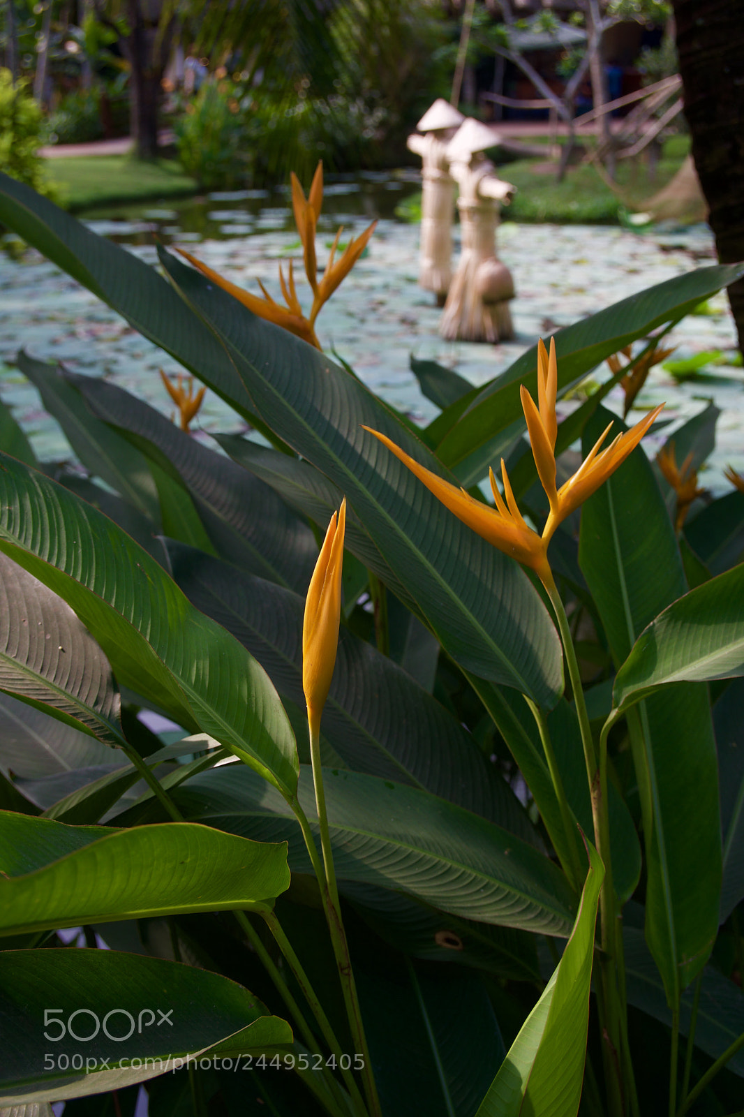 Sony a6300 sample photo. Flowers in the mekong photography