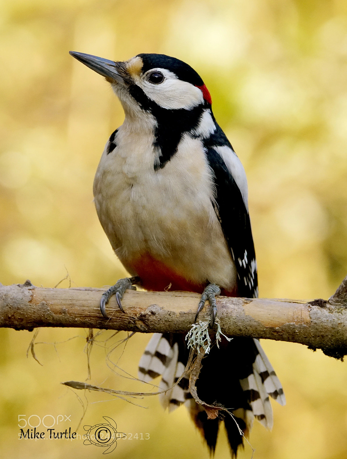 Sony a99 II sample photo. Male great spotted woodpecker photography