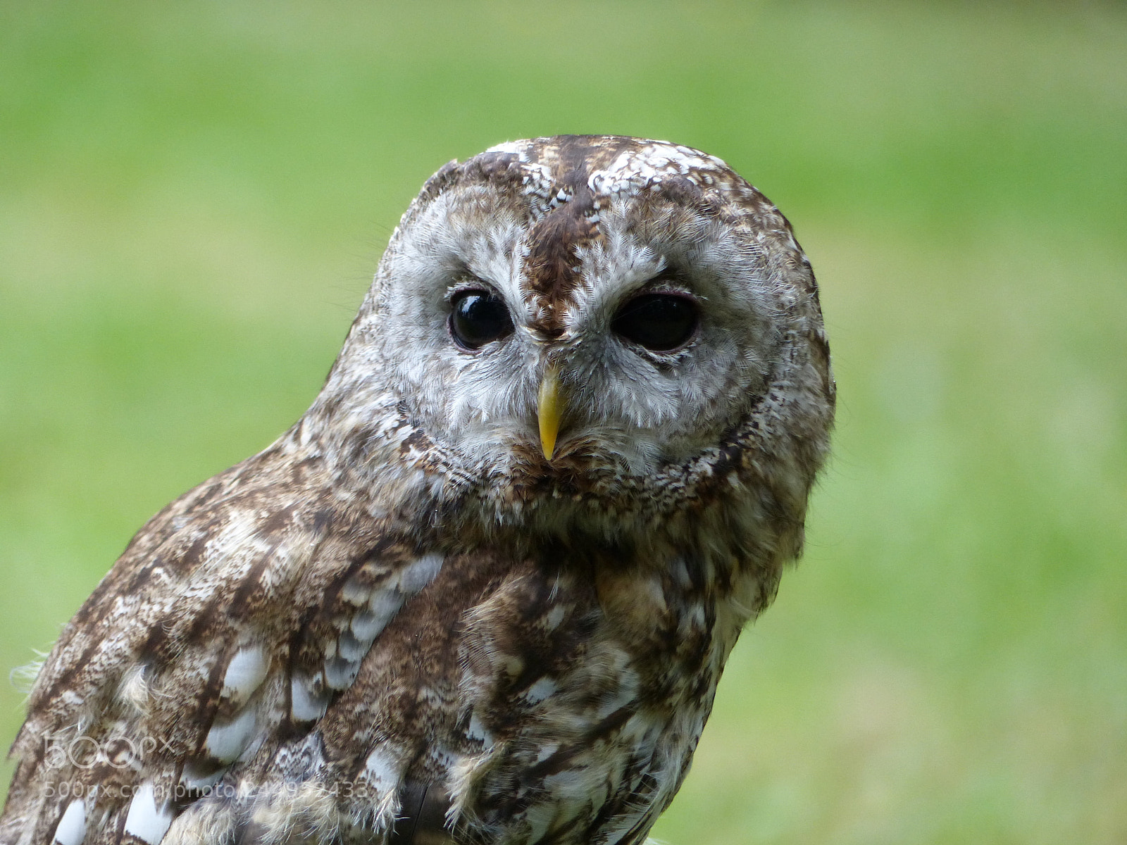 Panasonic Lumix DMC-FZ200 sample photo. Beautiful owl photography