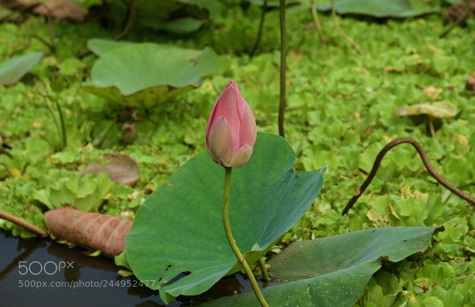Sony a6300 sample photo. Flowers in the mekong photography