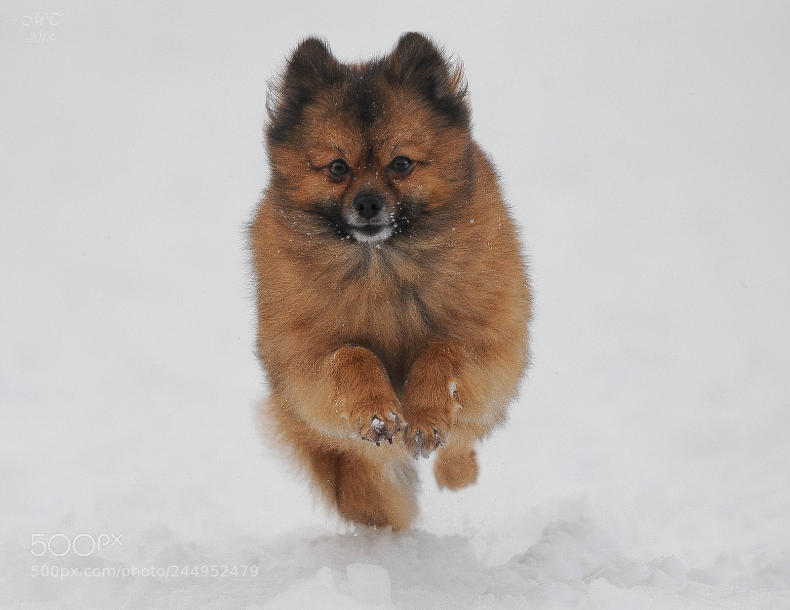 Nikon D90 sample photo. Spitz photography