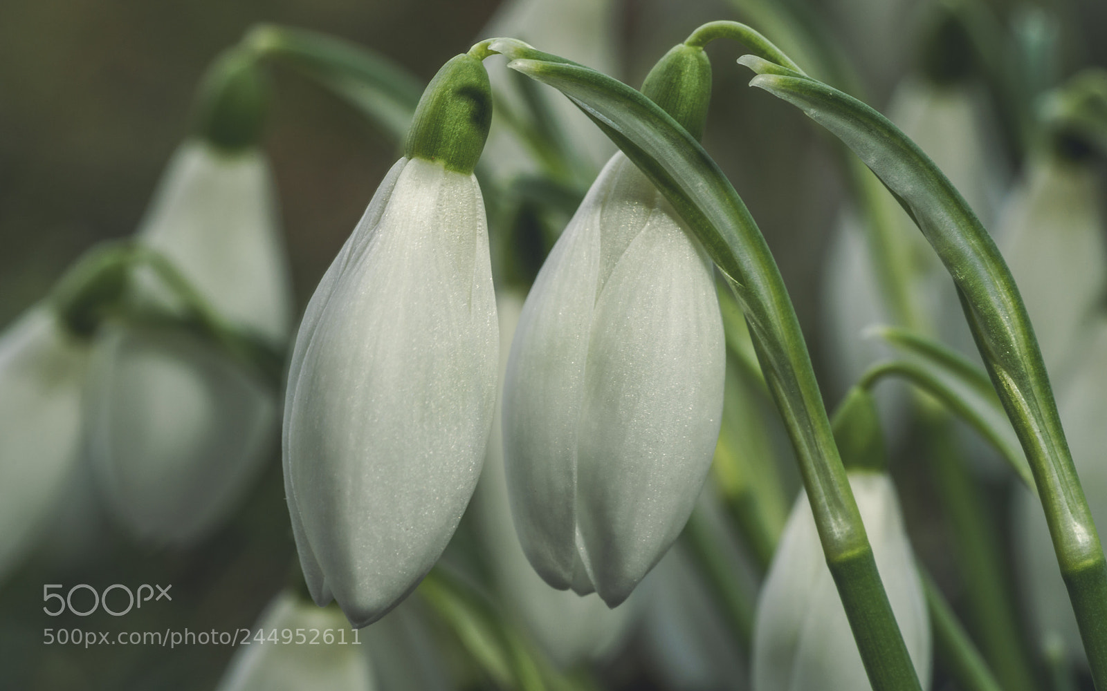 Sony a7 II sample photo. Snowdrops photography