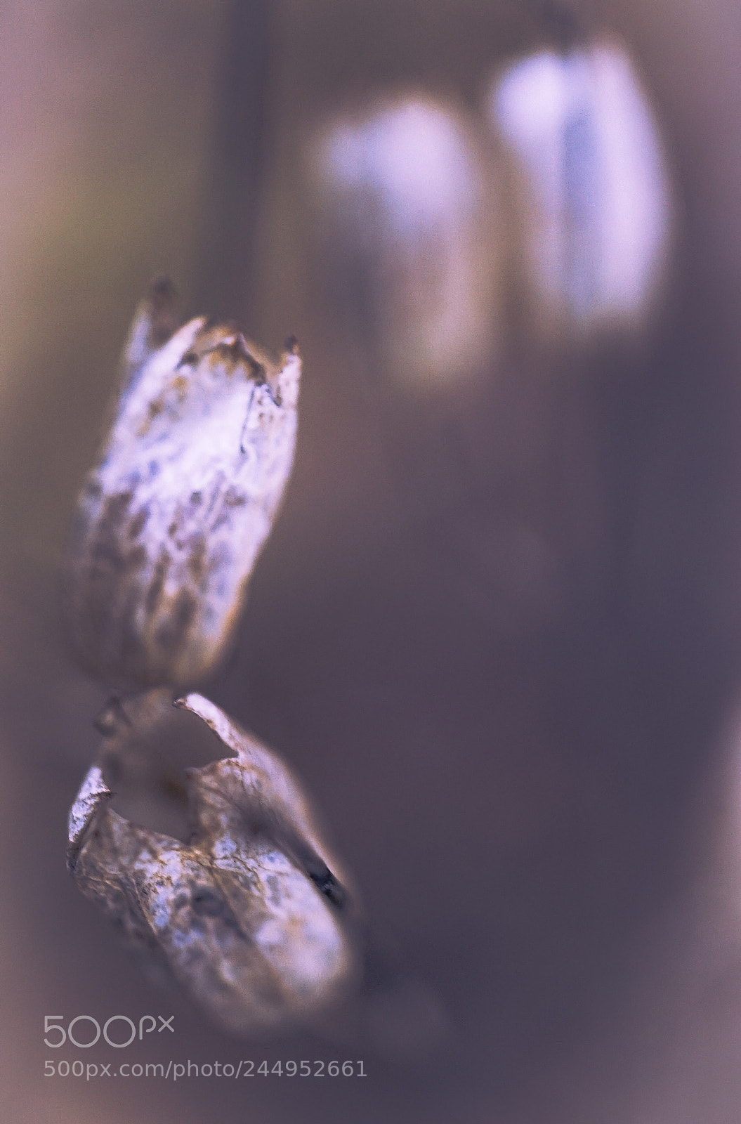 Sony a7 II sample photo. Love me tender-wild at photography