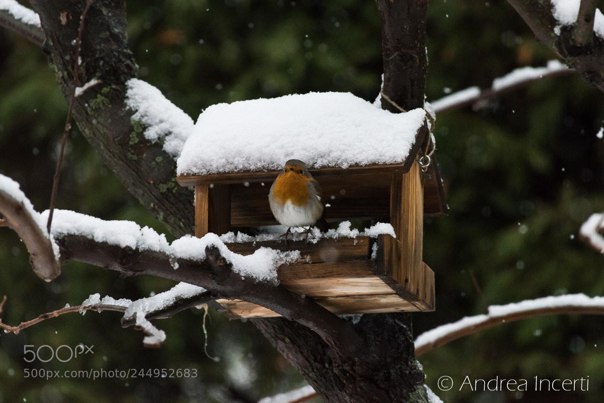 Nikon D810 sample photo. The guardian photography