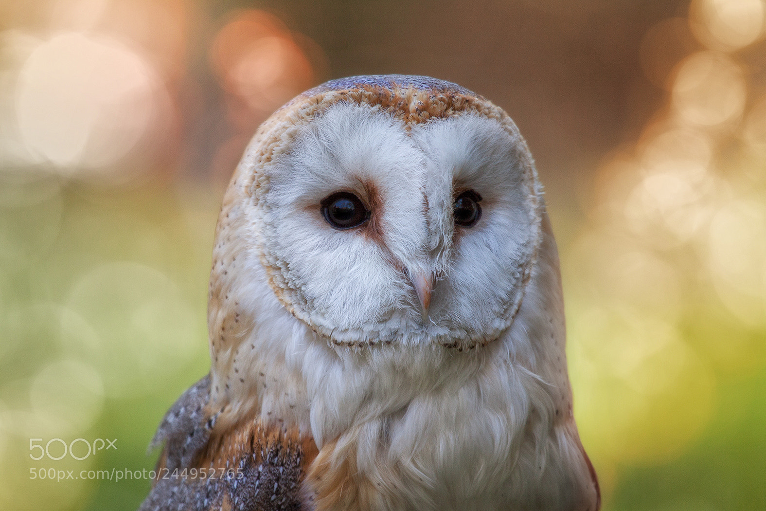Canon EOS 50D sample photo. Tyto alba photography