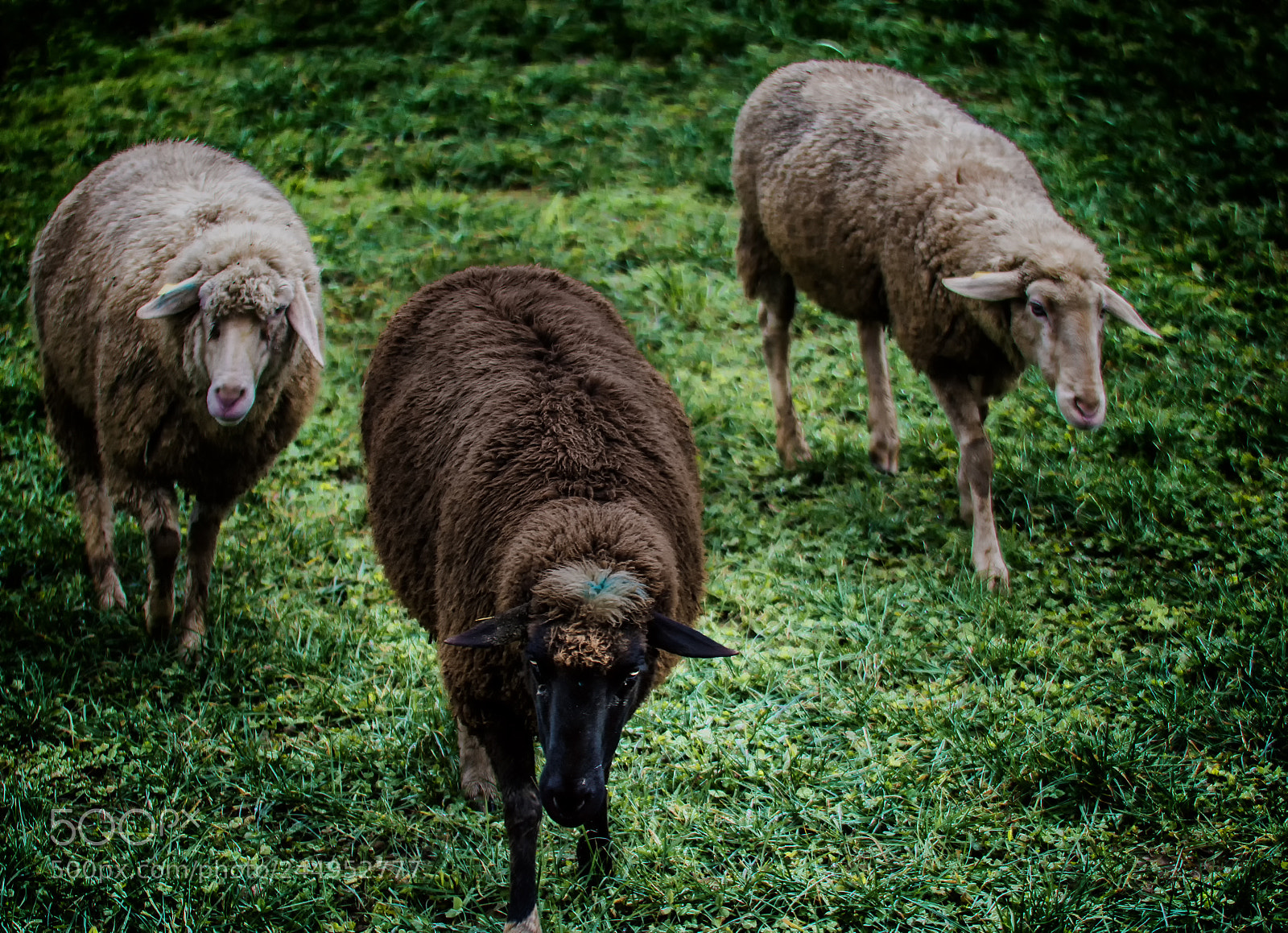 Nikon D7100 sample photo. Black sheep photography