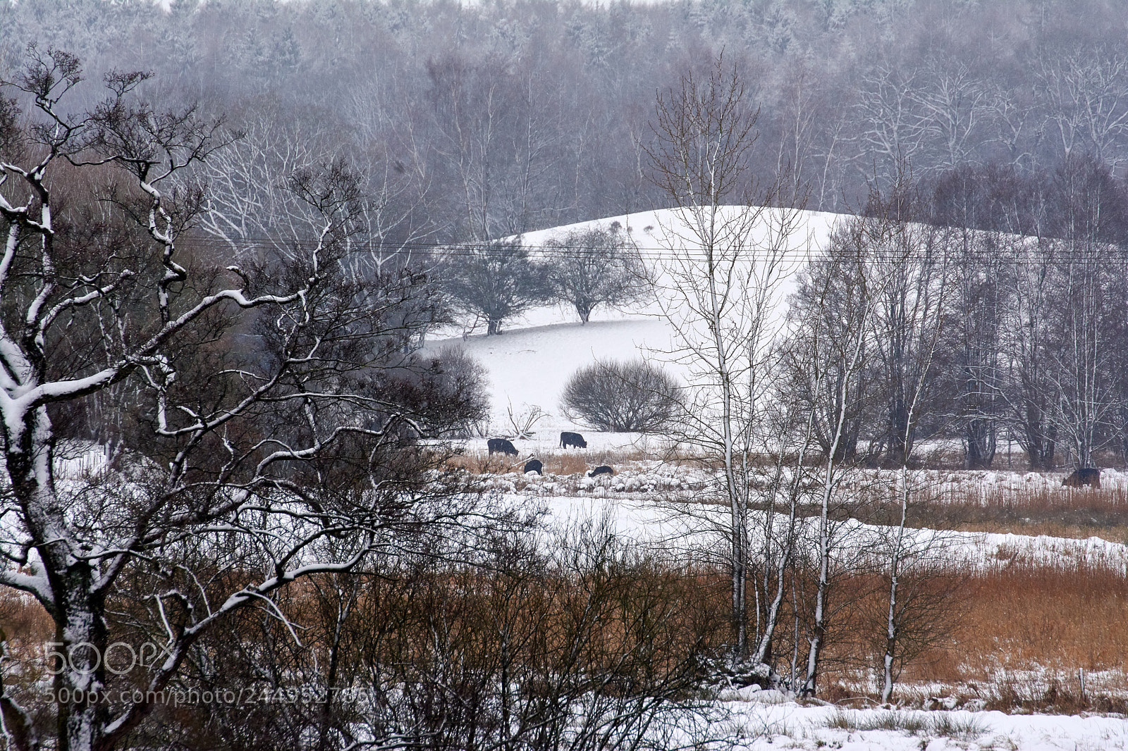 Nikon D7100 sample photo. Winter wonderland photography