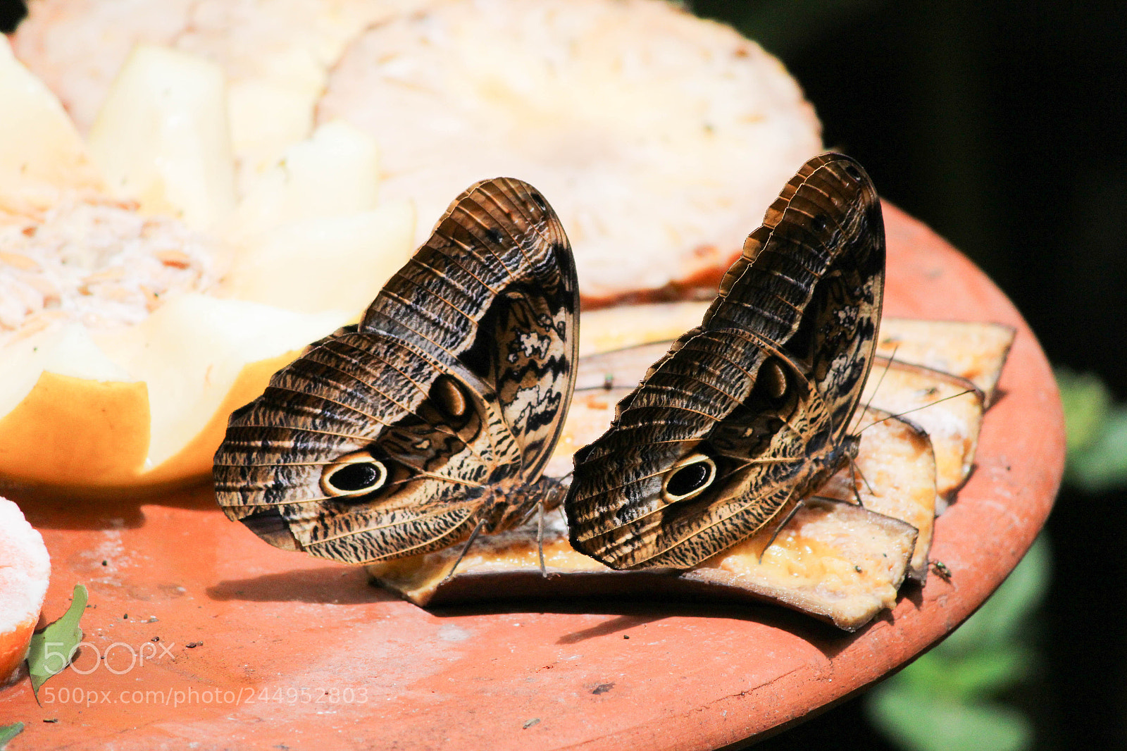 Canon EOS 1200D (EOS Rebel T5 / EOS Kiss X70 / EOS Hi) sample photo. Butterfly twins photography