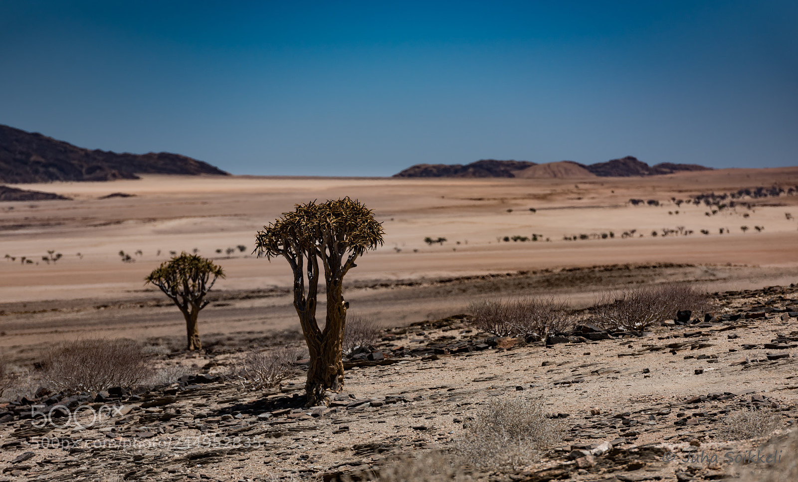 Nikon D810 sample photo. Quiver trees namib photography