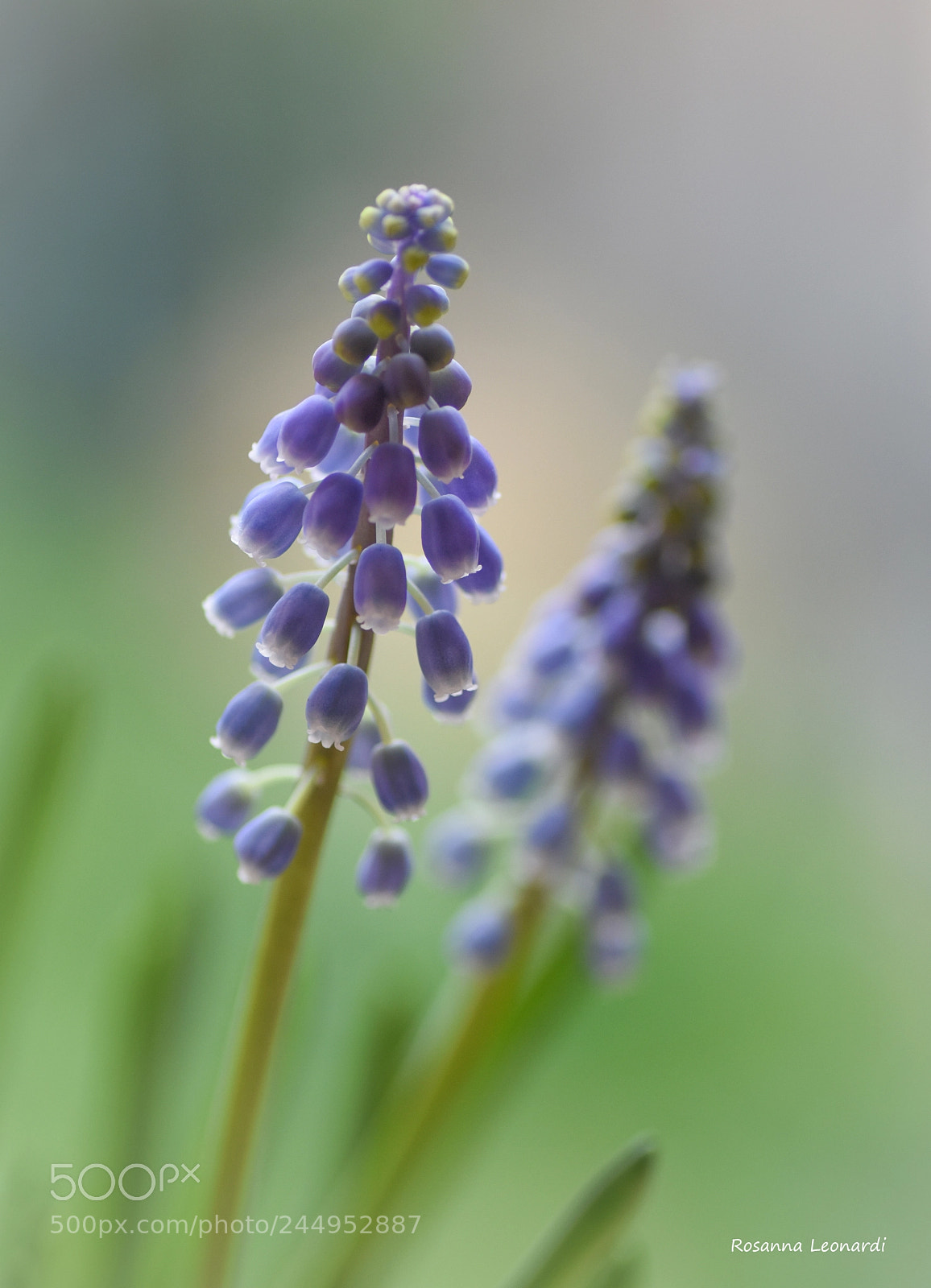 Nikon D7200 sample photo. Muscari photography
