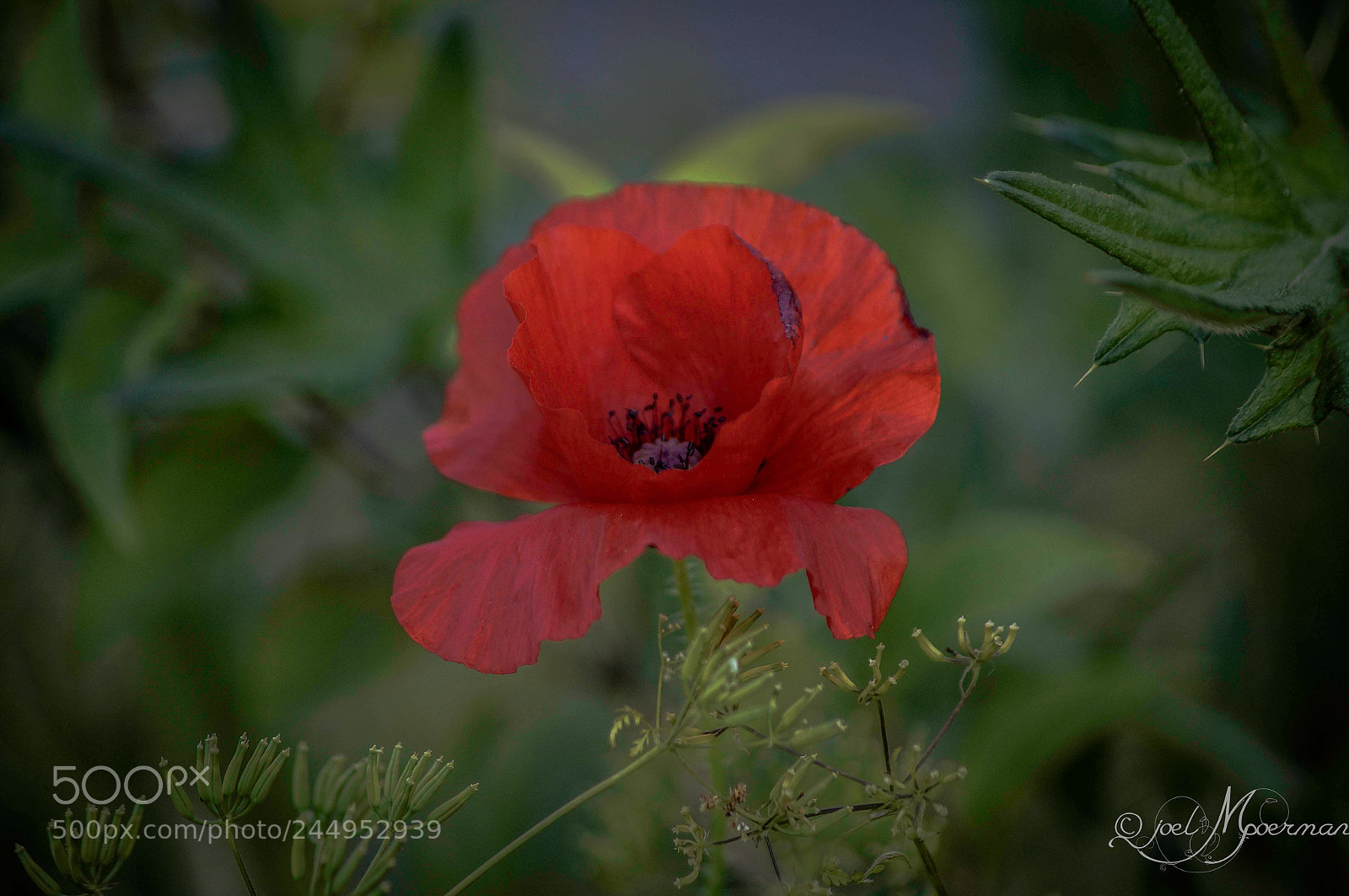 Sony SLT-A57 sample photo. Delicate ! photography