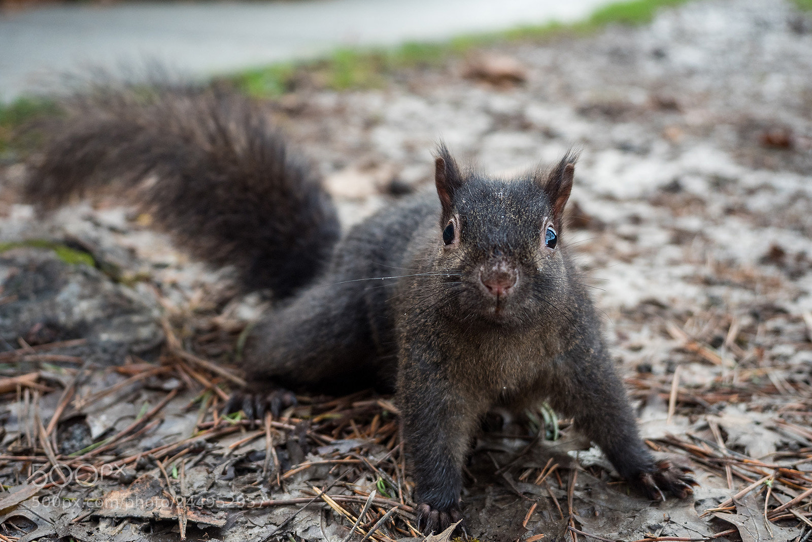 Olympus OM-D E-M5 II sample photo. Curious squirrel photography