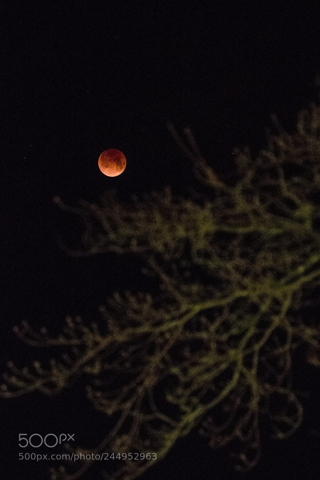 Olympus OM-D E-M5 II sample photo. Bloody moon photography
