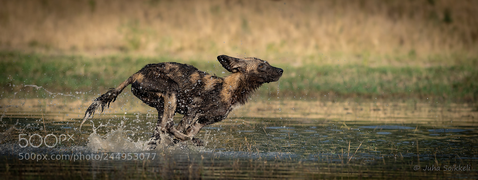 Nikon D810 sample photo. Painted dog. photography