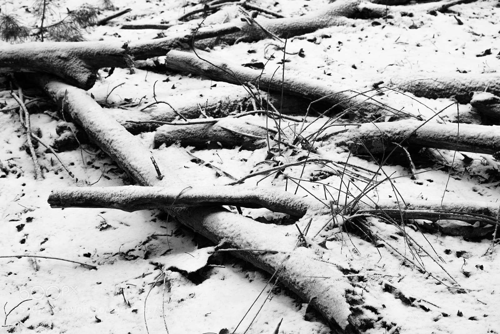 Pentax K-1 sample photo. Dead branches and dried photography