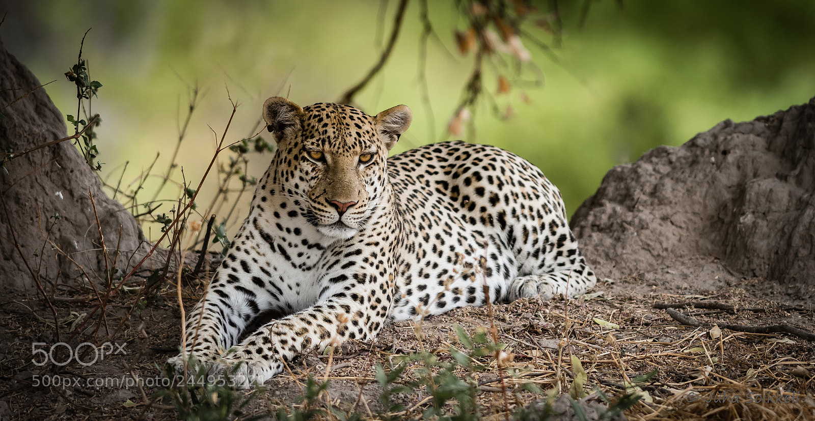 Nikon D810 sample photo. Leopard photography