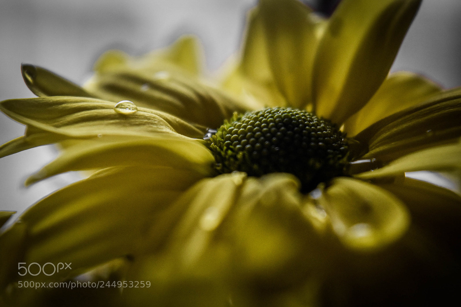 Nikon D5500 sample photo. Yellow daisy photography