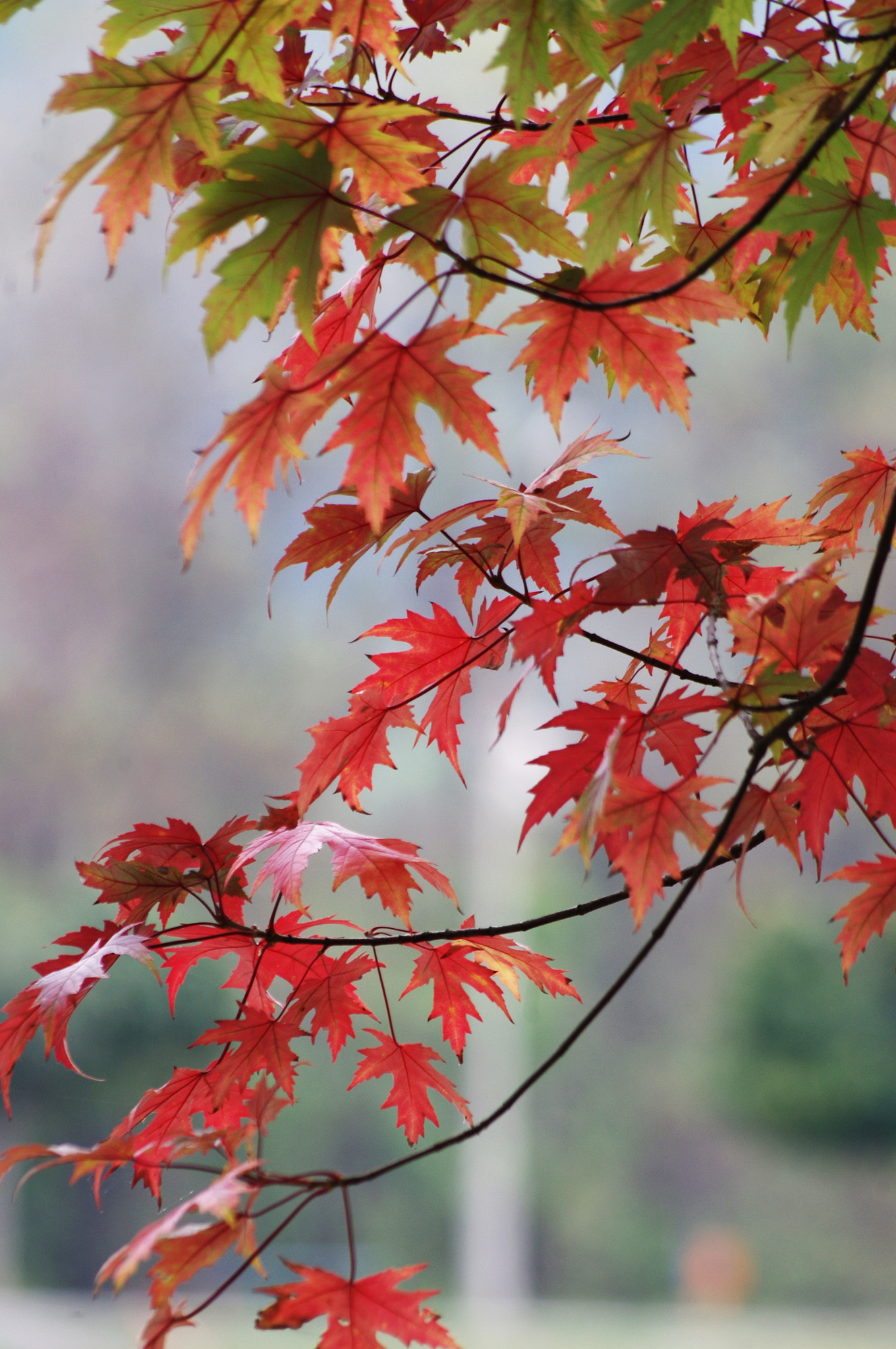 smc PENTAX-DA L 55-300mm F4-5.8 ED sample photo. Maple autumn. photography