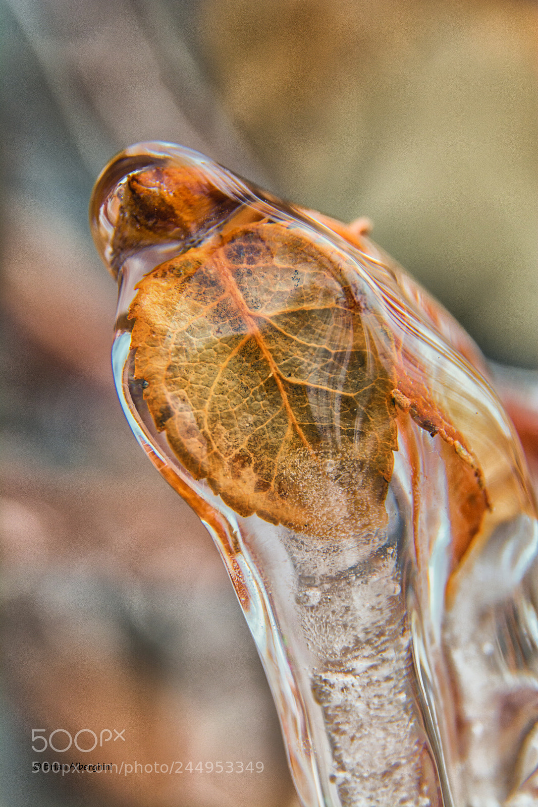 Nikon D7100 sample photo. All iced up photography