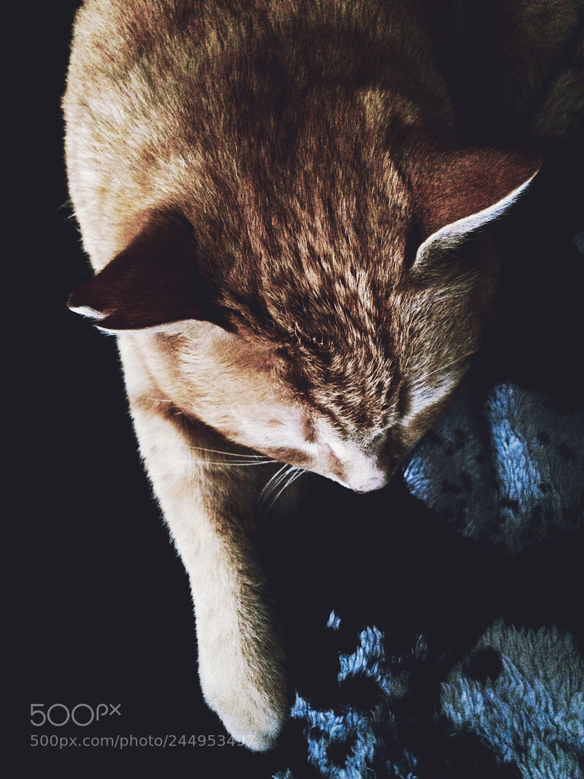 Apple iPhone 5s sample photo. Sweet dreams. photography