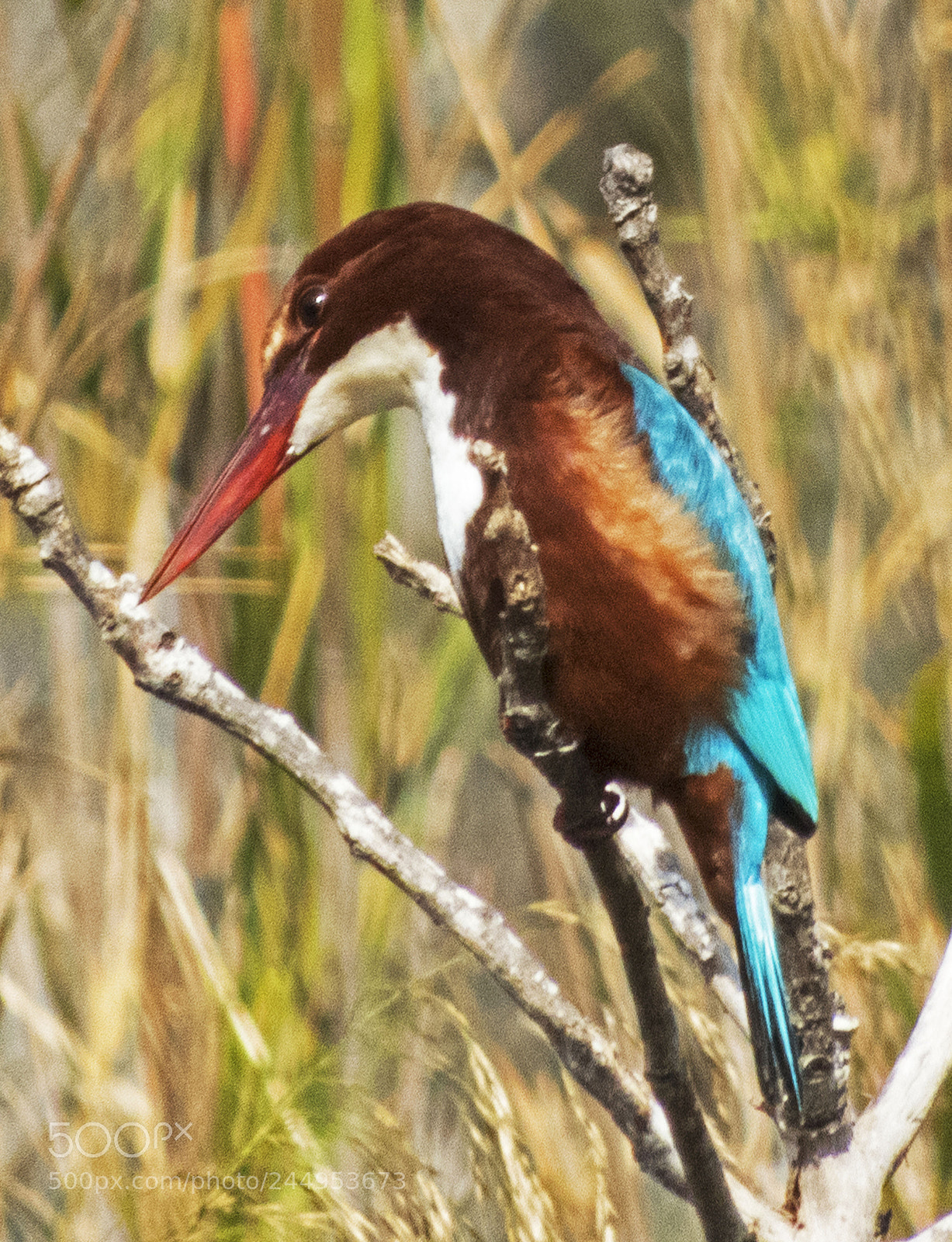Nikon Coolpix B700 sample photo. Kingfisher. photography