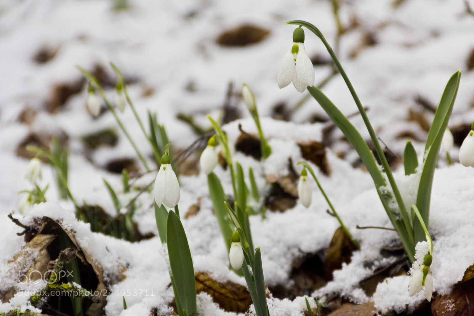 Canon EOS 60D sample photo. Snowdrops in the snow photography