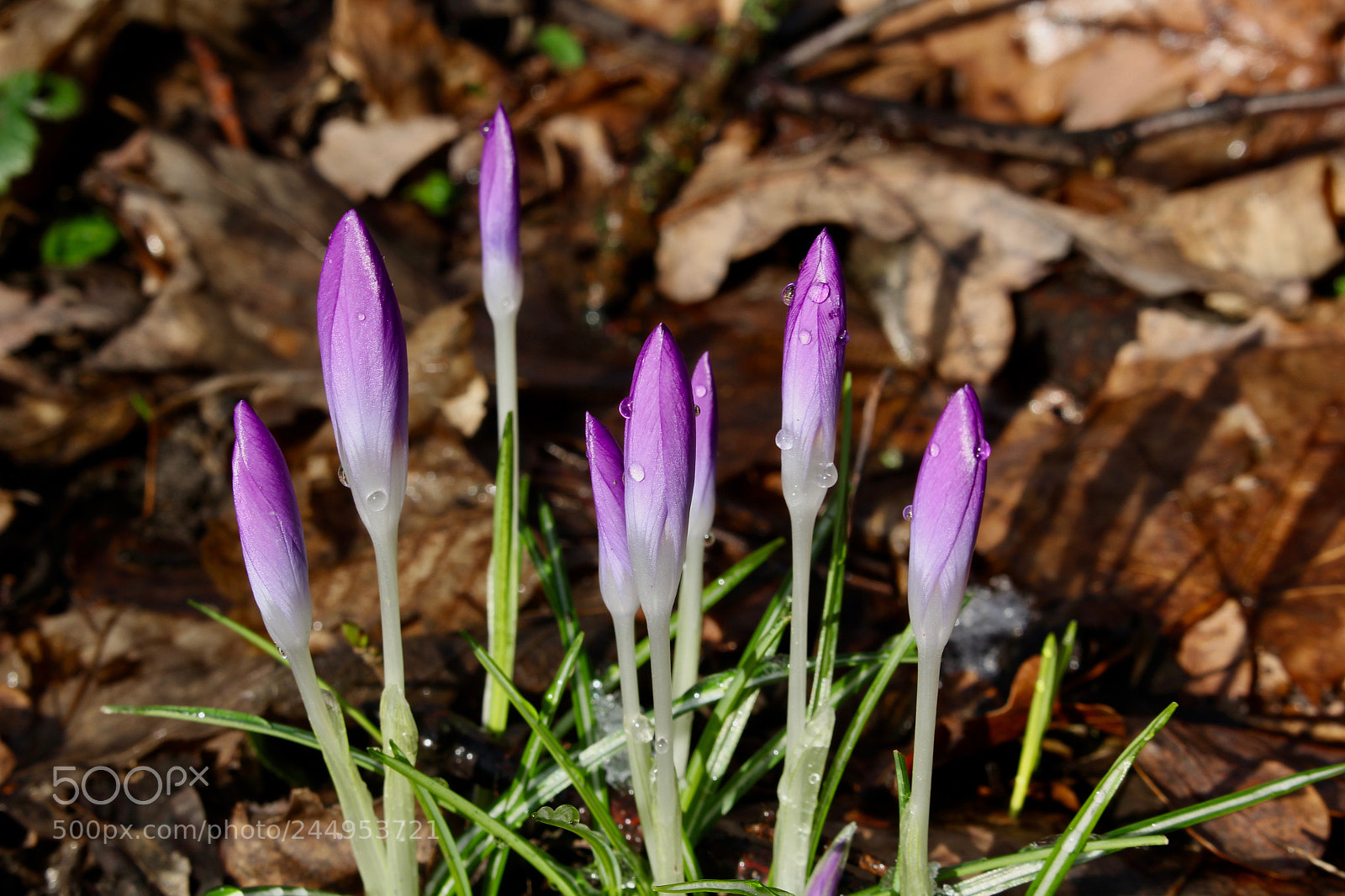 Canon EOS 60D sample photo. Crocus photography