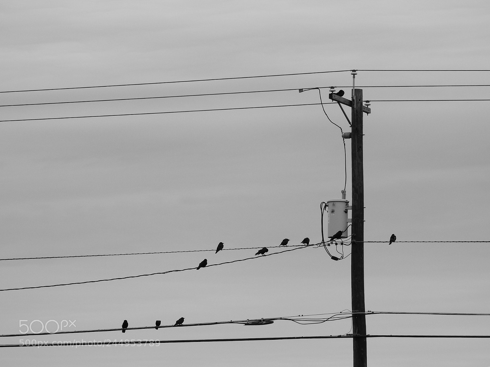 Nikon Coolpix P900 sample photo. Birds on a wire photography