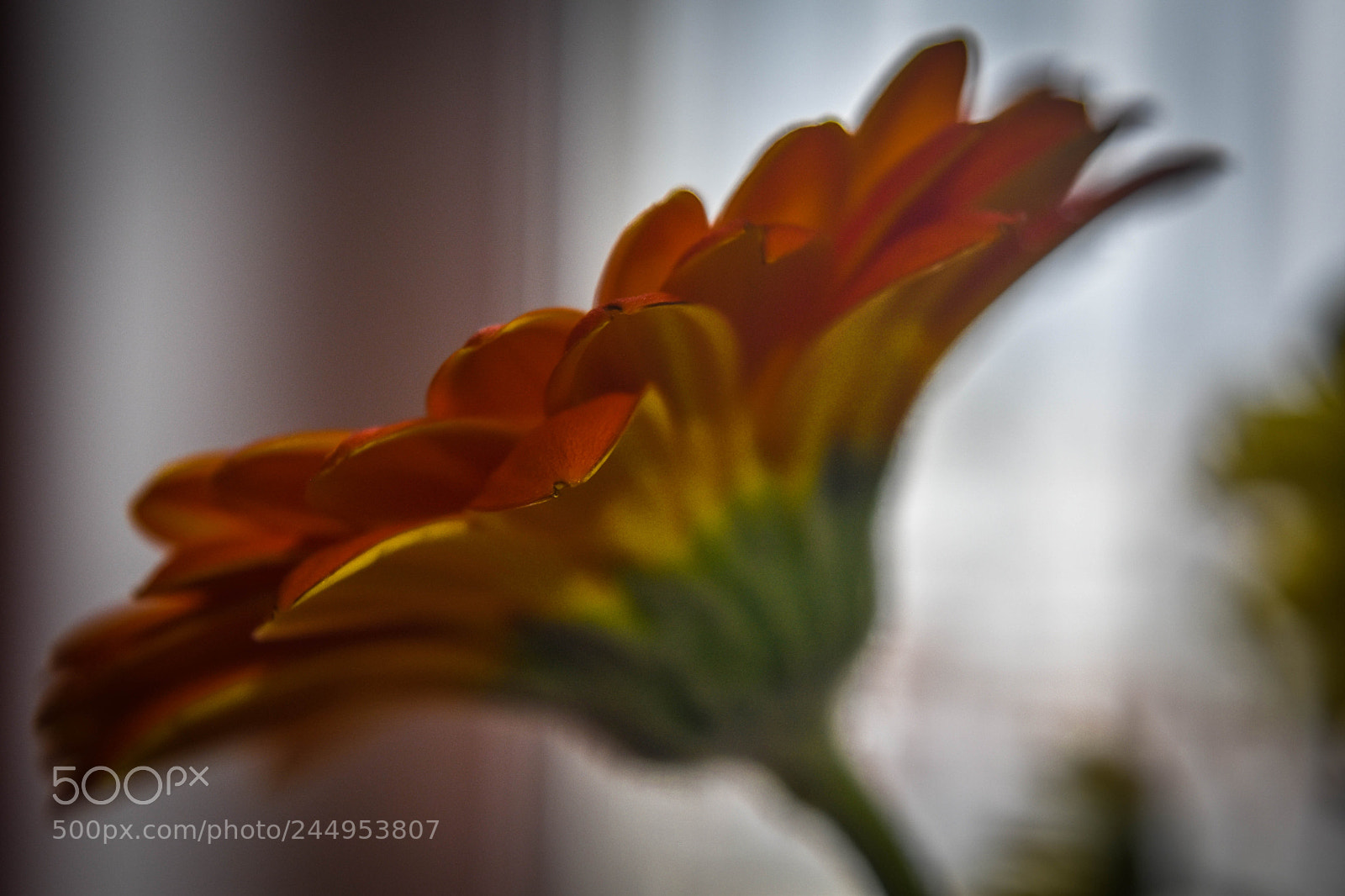 Nikon D5500 sample photo. Flower photography