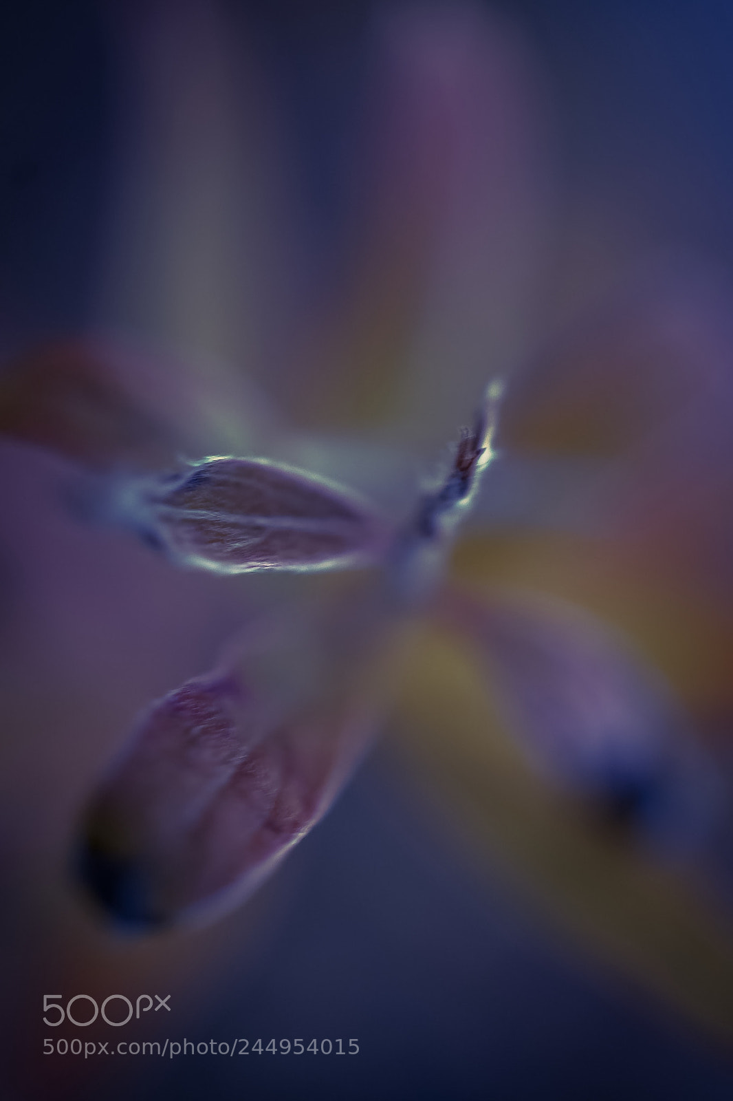 Sony a7 II sample photo. Louane-avenir photography