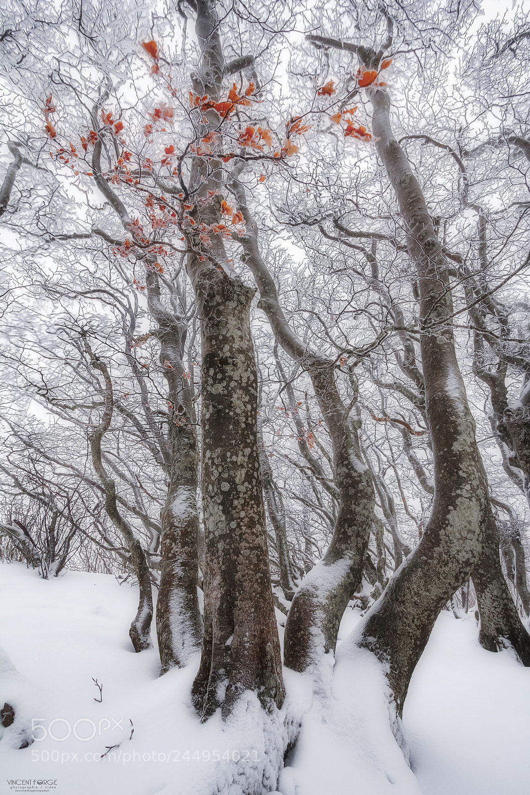 Canon EOS 60D sample photo. Winter colors photography