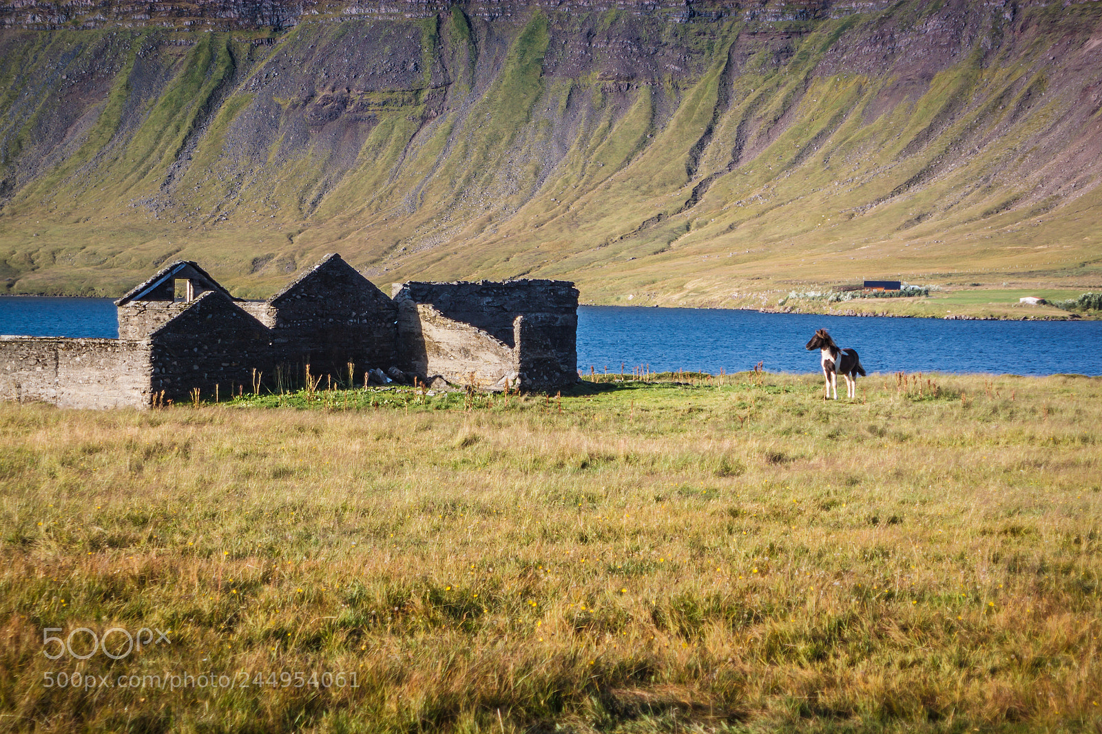 Canon EOS 500D (EOS Rebel T1i / EOS Kiss X3) sample photo. Icelandic horsie photography