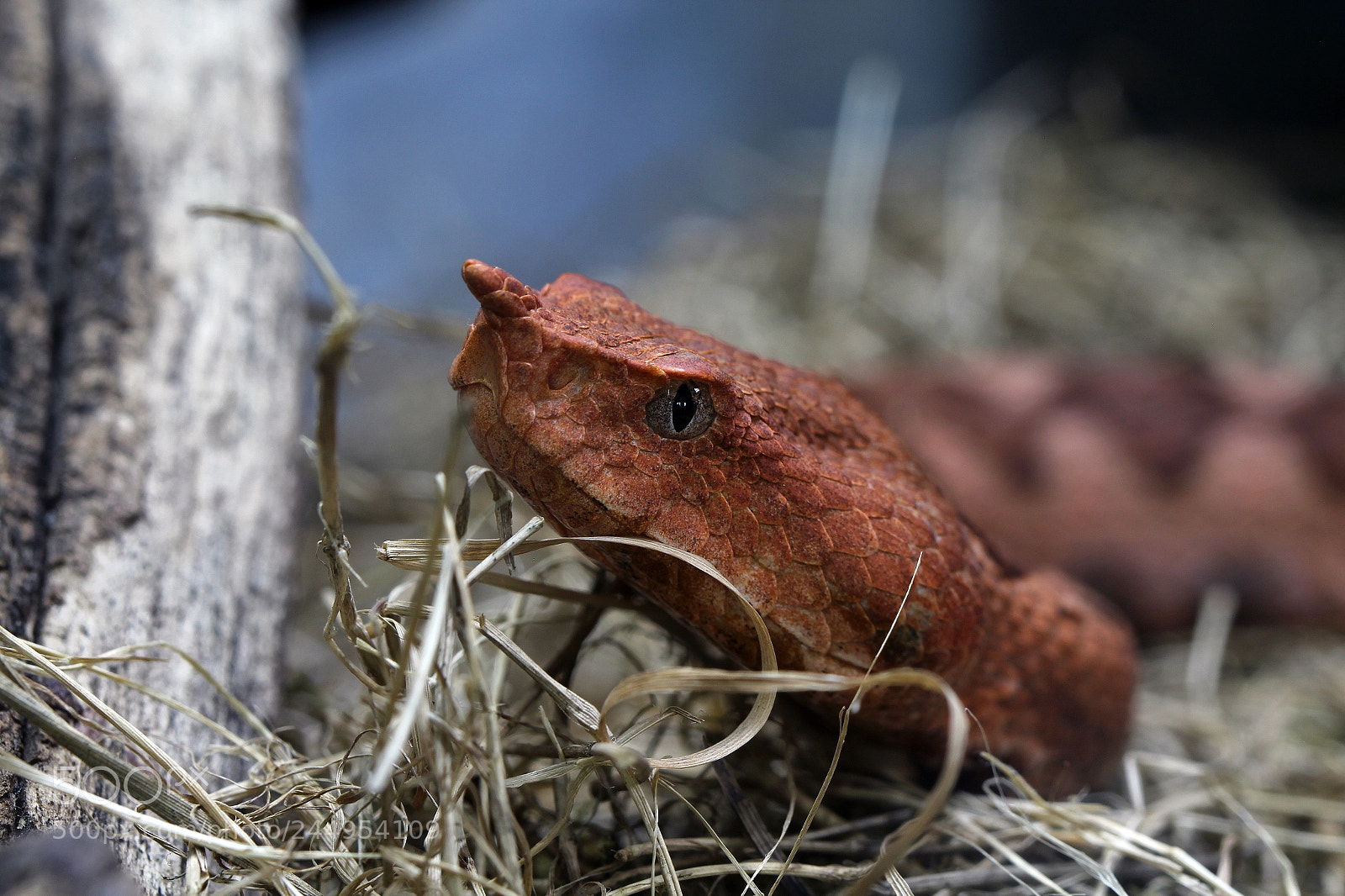 Canon EOS 1200D (EOS Rebel T5 / EOS Kiss X70 / EOS Hi) sample photo. Hornviper photography