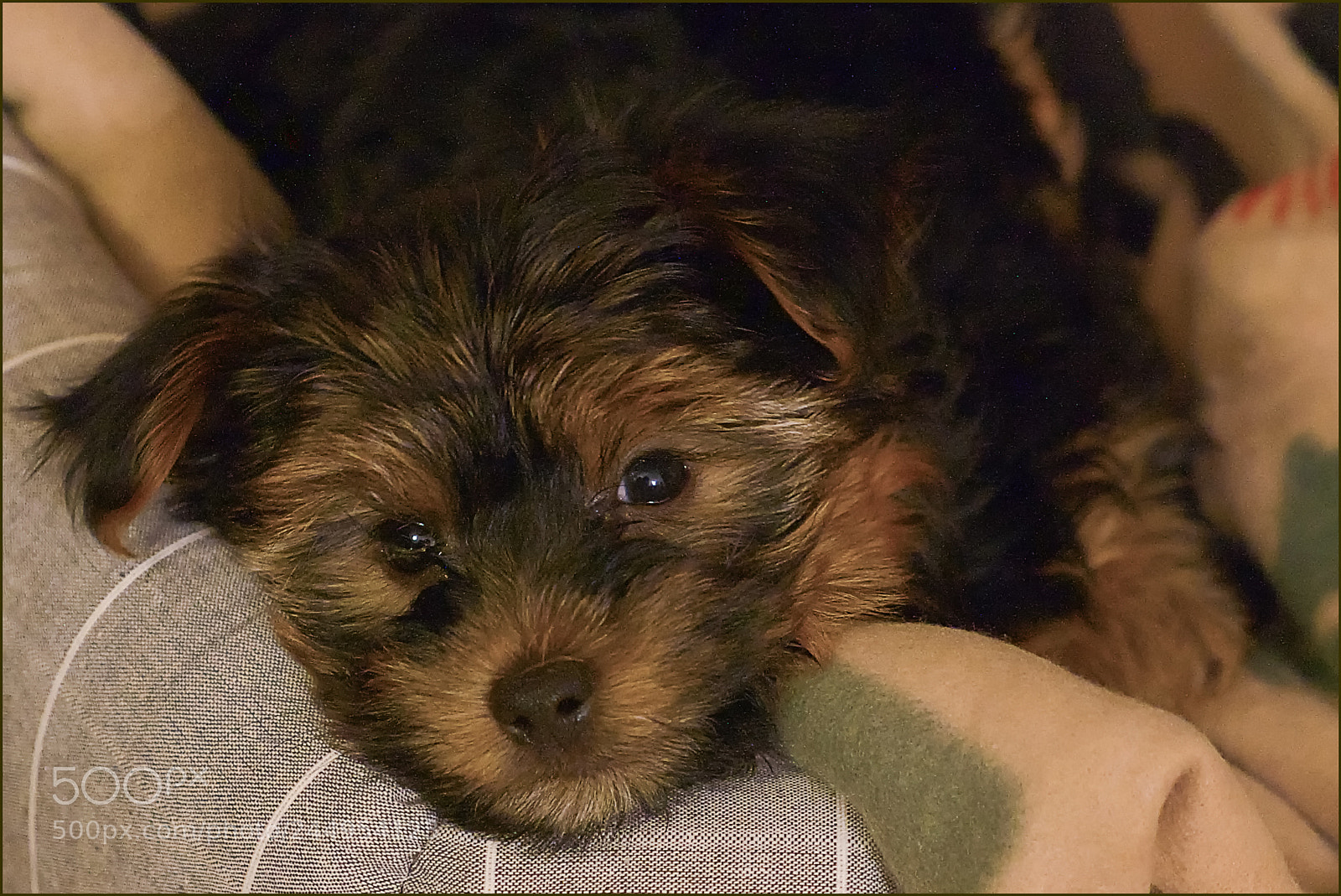 Fujifilm X-E2S sample photo. Resting photography
