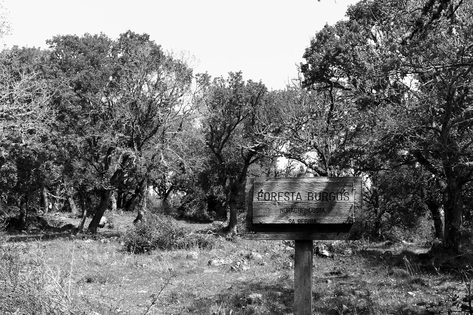 Canon EOS 100D (EOS Rebel SL1 / EOS Kiss X7) sample photo. Burgos forest photography