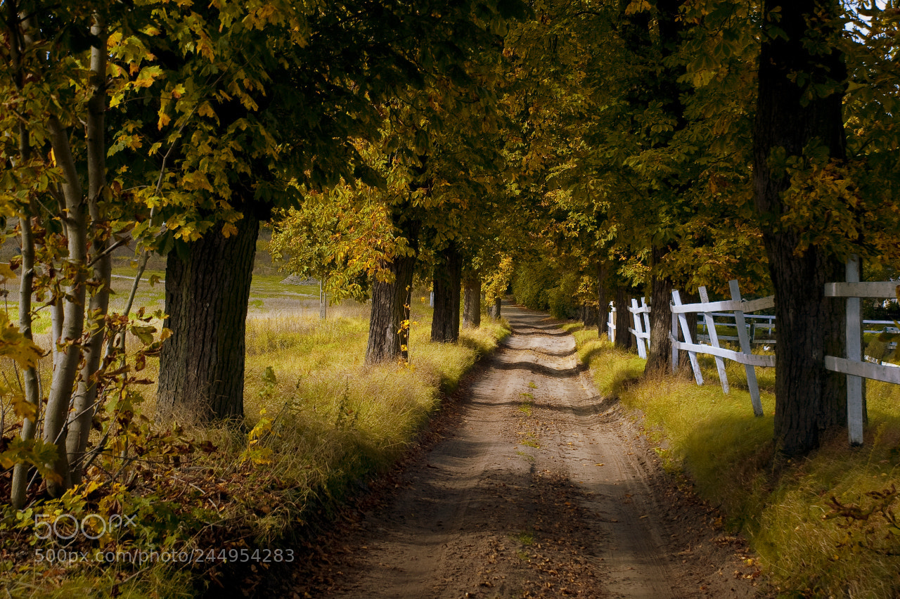 Nikon D70 sample photo. In the autumn weather photography