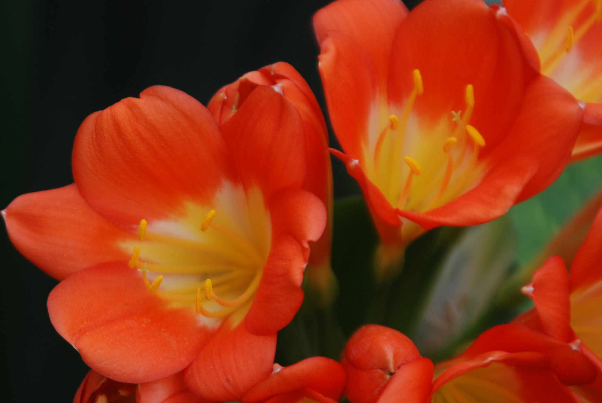 Nikon D80 sample photo. Orange flowers photography
