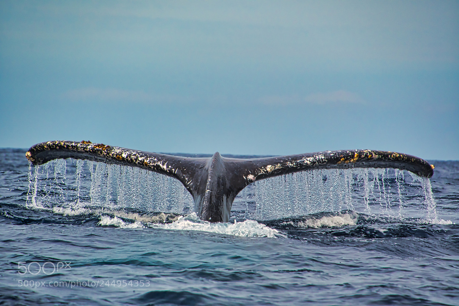 Nikon D7500 sample photo. Whale tail photography